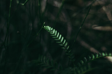 Leaves texture green background