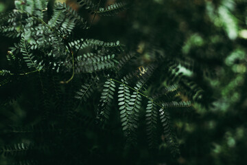 Leaves texture green background