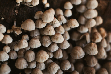 Mushrooms on the wet forest floor , fall in Extremadura