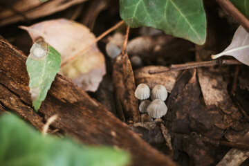 Mushrooms on the wet forest floor , fall in Extremadura