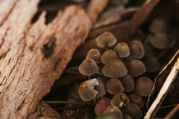 Mushrooms on the wet forest floor , fall in Extremadura