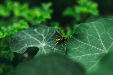 Wasp on a leaf at the garden
