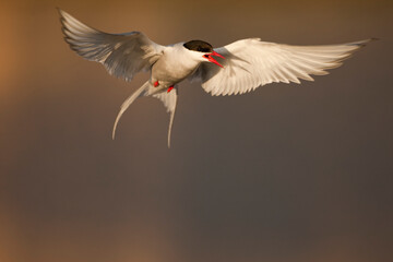 Obraz premium Arctic Tern, Svalbard, Norway