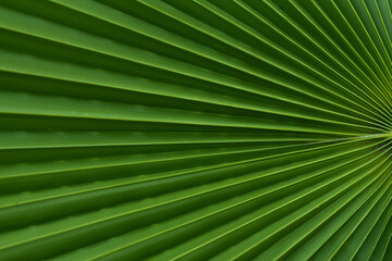 Tropical palm tree leaf background