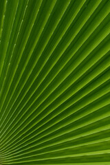 Tropical palm tree leaf background