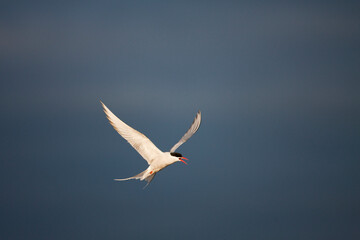 Arctic Tern, Svalbard, Norway