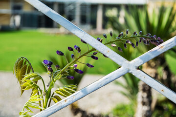 BOCCIOLI DI GLICINE IN ATTESA DI FIORIRE