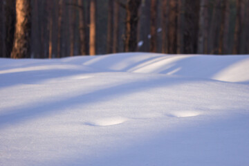 Fototapeta na wymiar Winter pine wood in the Middle Volga region, Russia. 