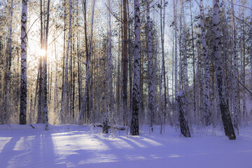 Winter birch wood in the Middle Volga region, Samara, Russia.