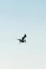 Fototapeta na wymiar silhouette of brown pelicans, diving for meal, into the tropical water, of the gulf of Mexico, on sunny afternoon