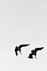 silhouette of brown pelicans, diving for meal, into the tropical water, of the gulf of Mexico, on sunny afternoon
