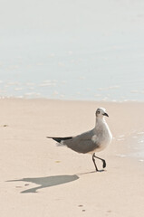 top, side view, medium distance of a seagull walking along a tropical, sandy, beach and shoreline of topical waters in gulf of Mexico on sunny morning
