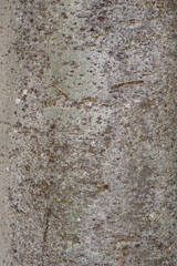 Bark of Manna Ash or South European Flowering Ash (Fraxinus ornus)