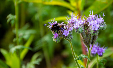 Bumblebee on Phacelia plant, close up, Field of purple phacelia flowers, brandenburg, germany