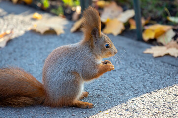 Naklejka na ściany i meble cute squirrel sitting on the road in the park
