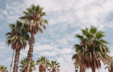 Palms