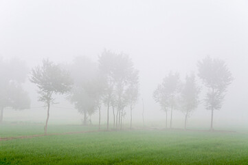 Obraz na płótnie Canvas Foggy morning in the rural Punjab 