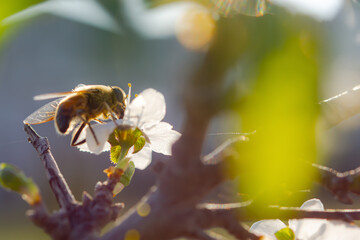 A bee on a cherry blossom branch collects nectar. Sunny spring day. Pollination of flowers in the garden. Honey bee close-up. Soft blurry background, selective focus. Blooming spring garden.