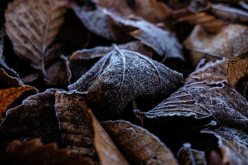 Frost on fallen leaves in Autumn.