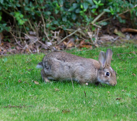 Small bunny sitting on gras