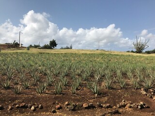 field of corn