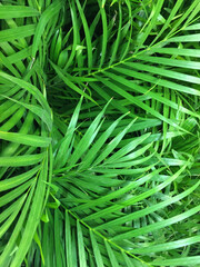 close up of green leaves date palm
