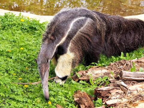anteater on grass with pond in background,
