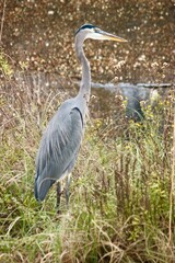 Great Blue Heron