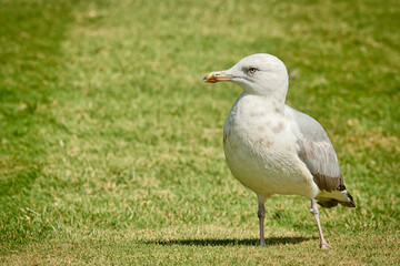 Möwe im Park