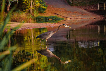 Great Heron