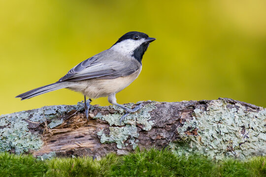 A Carolina Chickadee Perched on a Log