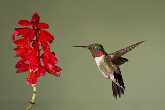 A Ruby-throated Hummingbird Hovering in front of a Flower