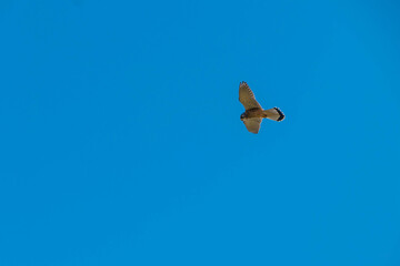 Falke am Himmel