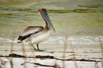 Brown Pelican on beaches of Pensacola Florida