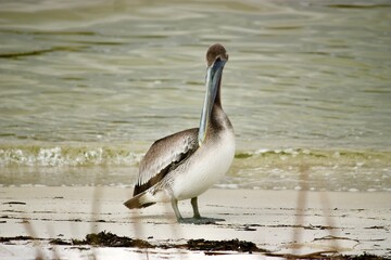 Brown Pelican on the beaches in Pensacola Florida