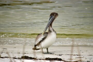 Brown Pelican on beaches of Pensacola Florida