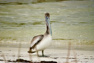 Brown Pelican on the beaches of Pensacola