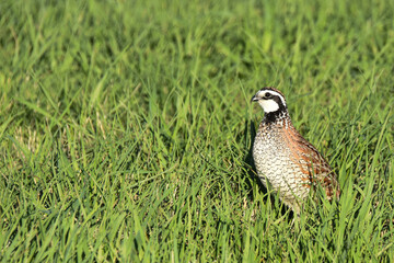 A Northern Bobwhite sits in the grass on the great plains during a summer afternoon.