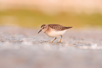A Least Sandpiper feeds on a mudflat on the Colorado plains during fall migration. 