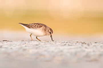 A Least Sandpiper feeds on a mudflat on the Colorado plains during fall migration. 