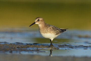 A Baird's Sandpiper feeds on a mudflat on the Colorado front range during fall migration.