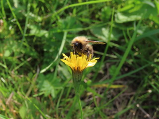 Bee on a flower