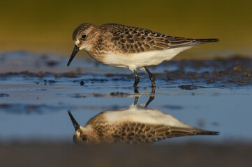 A Baird's Sandpiper feeds on a mudflat on the Colorado front range during fall migration.