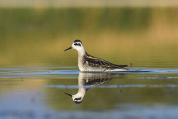 A juvenile Red-necked Phalarope swims through a pond on Colorado's front range during fall migration. 