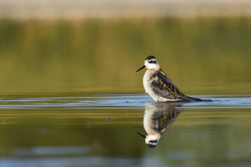 A juvenile Red-necked Phalarope swims through a pond on Colorado's front range during fall migration. 