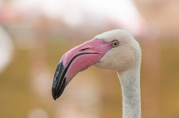 Portrait of an orange flamingo at South America