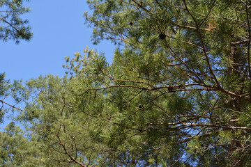 Fototapeta premium Pine branches with green needles and cones against the blue sky
