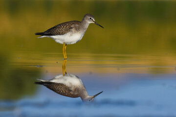 Obraz premium A Lesser Yellowlegs wades through a marsh on the Colorado prairie during fall migration.