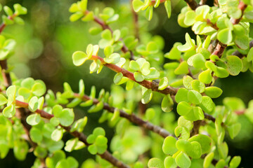 Elephant bushes, Portulacaria afra