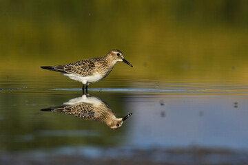 A Baird's Sandpiper feeds on a mudflat on the Colorado front range during fall migration.